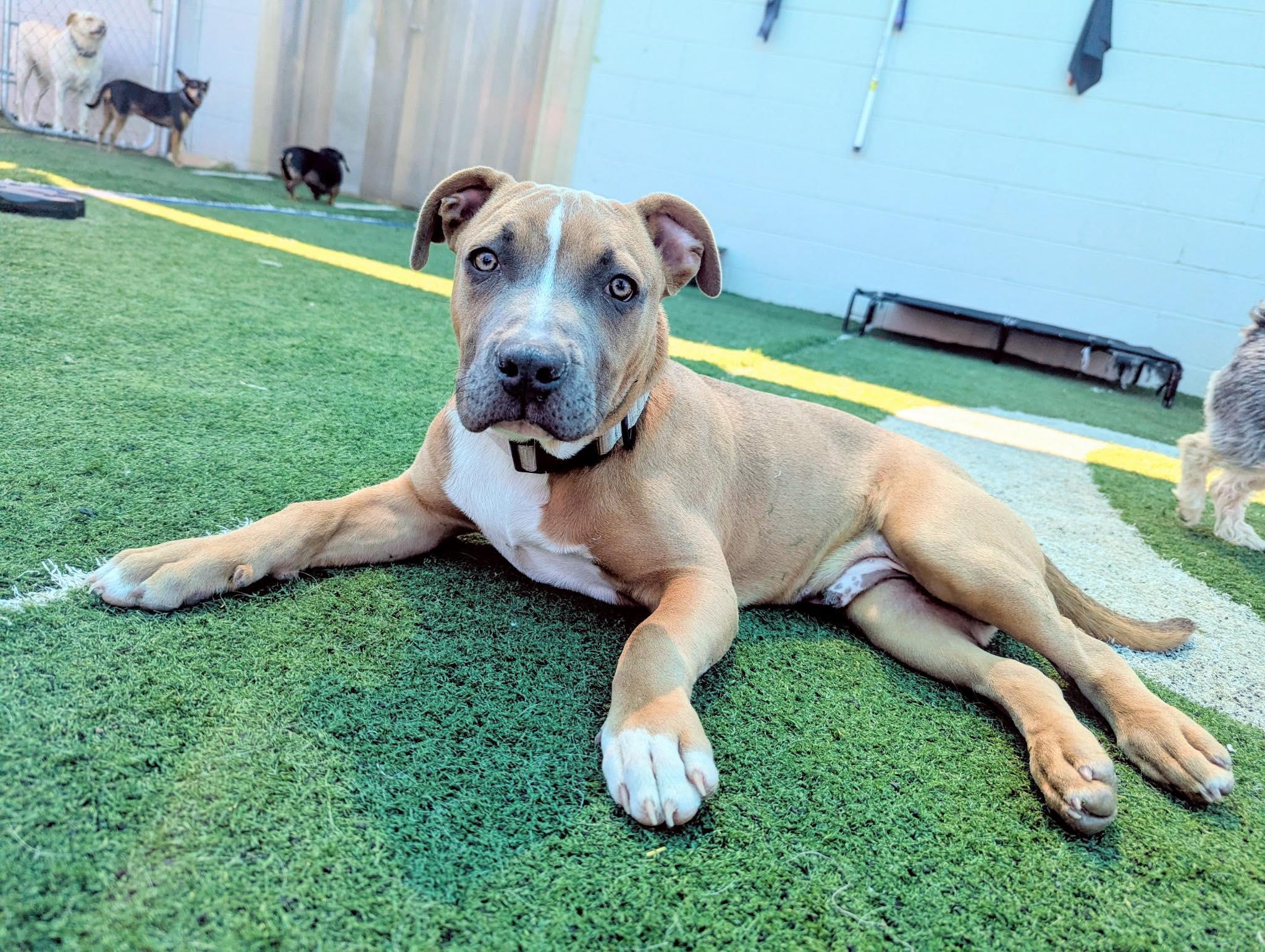 Enlarge Butterbean, an adopted mixed breed in Rumford, RI image 3/6
