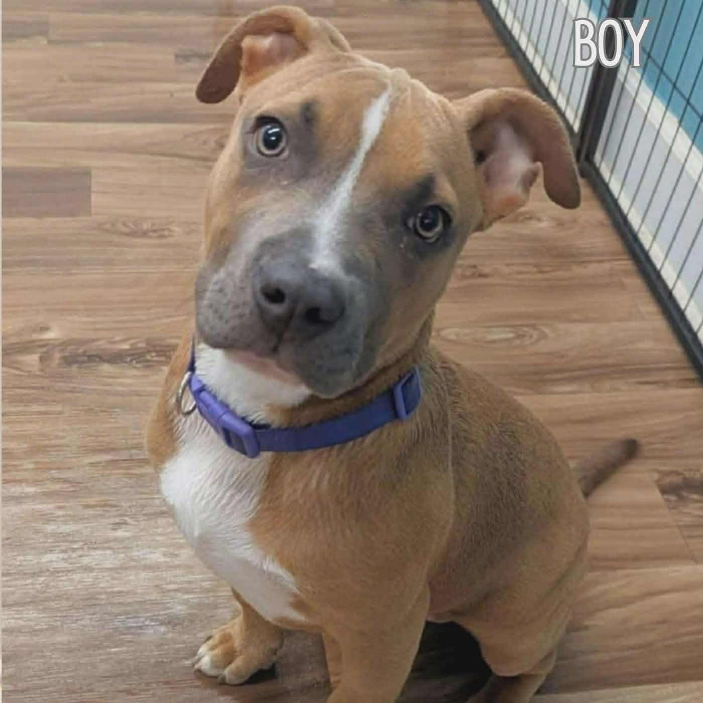 Enlarge Butterbean, an adopted mixed breed in Rumford, RI image 1/6