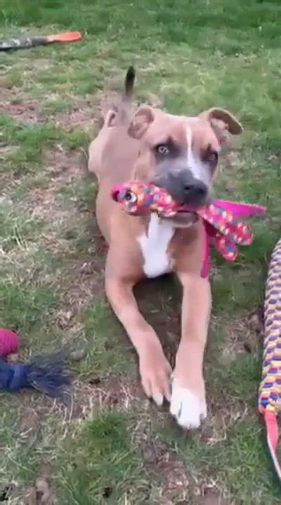 Enlarge Butterbean, an adopted mixed breed in Rumford, RI video 4/6