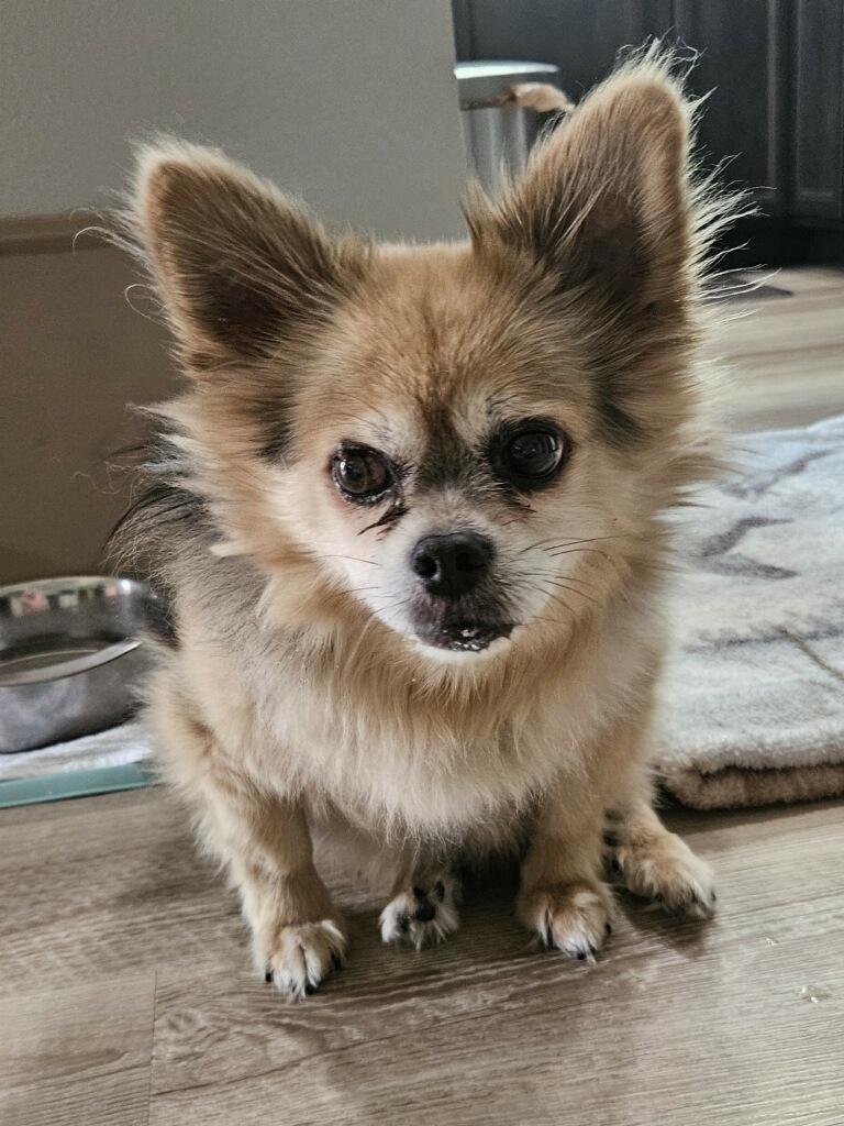 Teddy, an adoptable Pomeranian in Star, ID, 83669 | Photo Image 1
