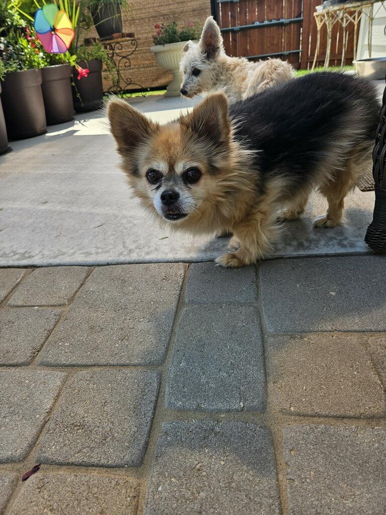 Teddy, an adoptable Pomeranian in Star, ID, 83669 | Photo Image 2