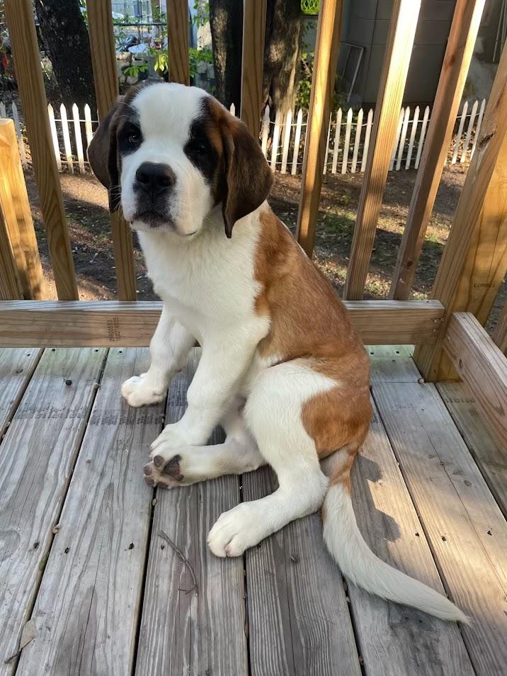 Yogi Bear
