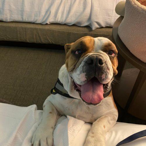 Sally, a Adoptable English Bulldog in Austin, TX image 1/5