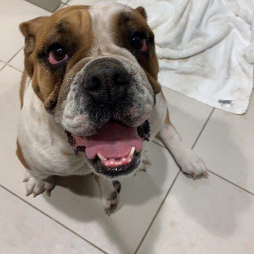 Sally, a Adoptable English Bulldog in Austin, TX image 2/5