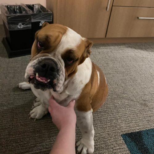 Sally, a Adoptable English Bulldog in Austin, TX image 3/5