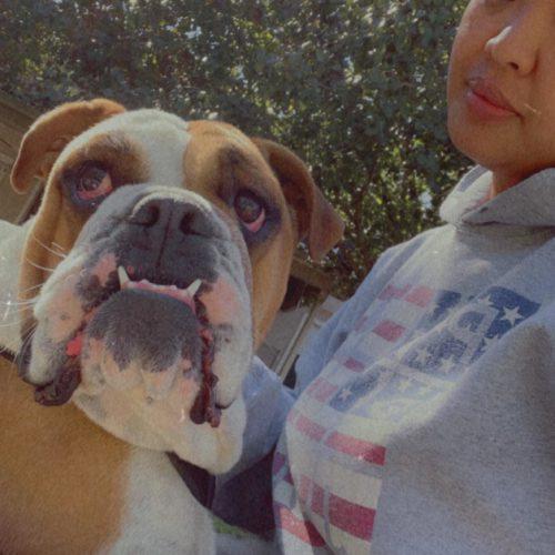 Sally, Adoptable, Adult Female English Bulldog.