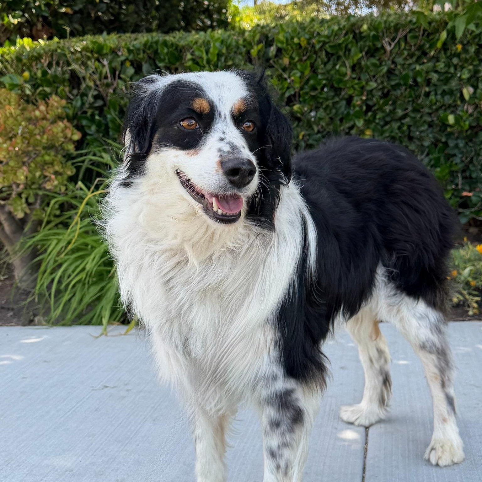 Stella, an adopted Australian Shepherd in Newport Beach, CA image 3/3