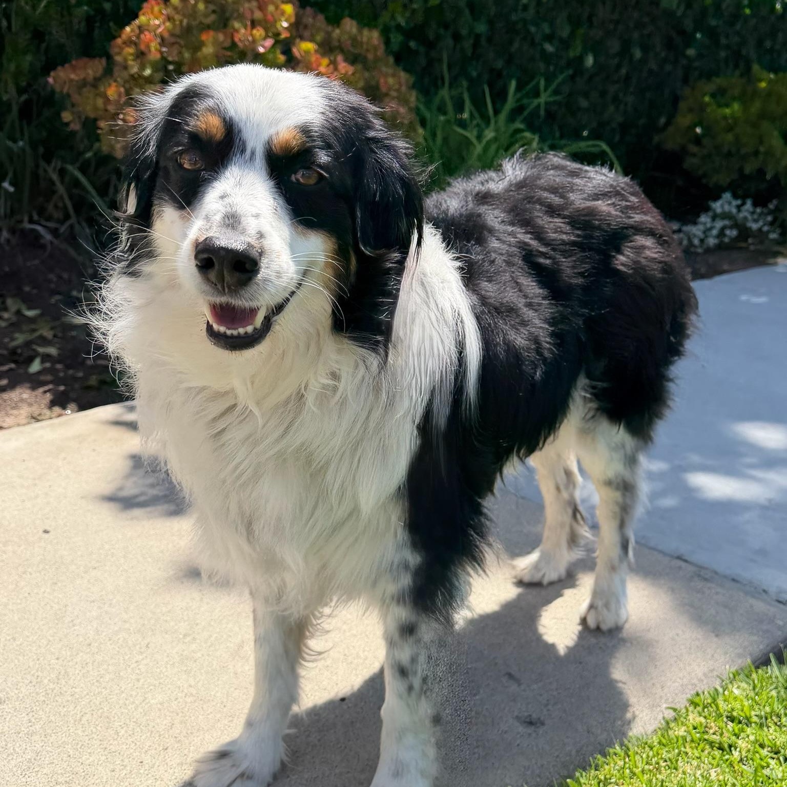 Stella, an adopted Australian Shepherd in Newport Beach, CA image 2/3