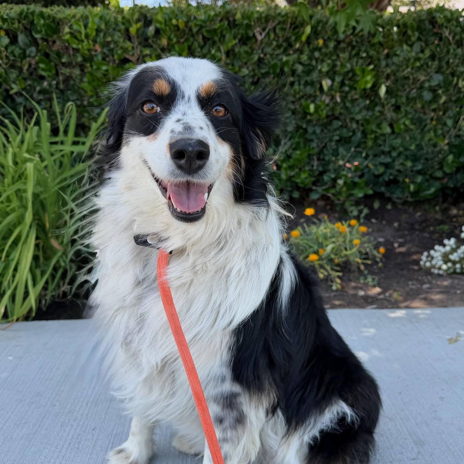 Stella, adopted, Adult Female Australian Shepherd.