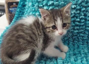 Venus Mousetrap, Adoptable, Kitten Female Domestic Short Hair.