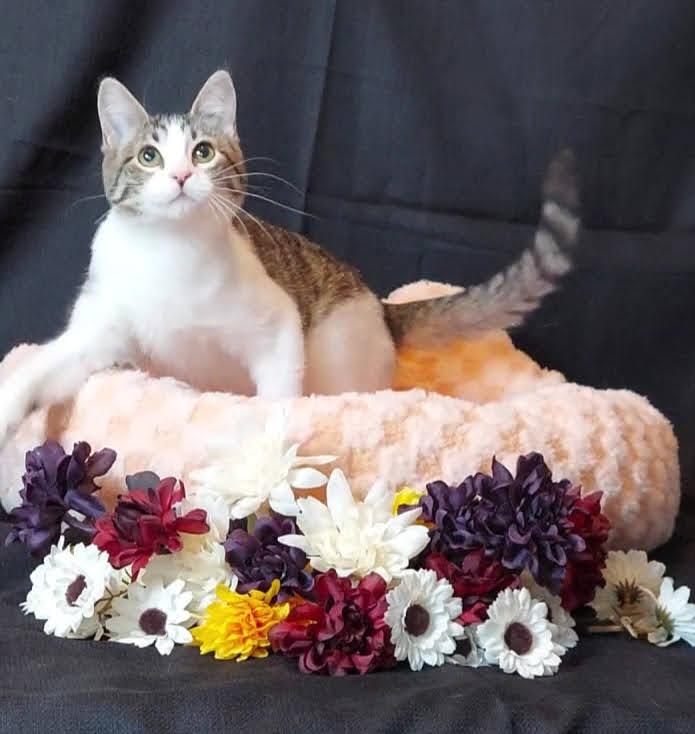 Venus Mousetrap, a Adoptable mixed breed in Salt Lake City, UT image 2/6