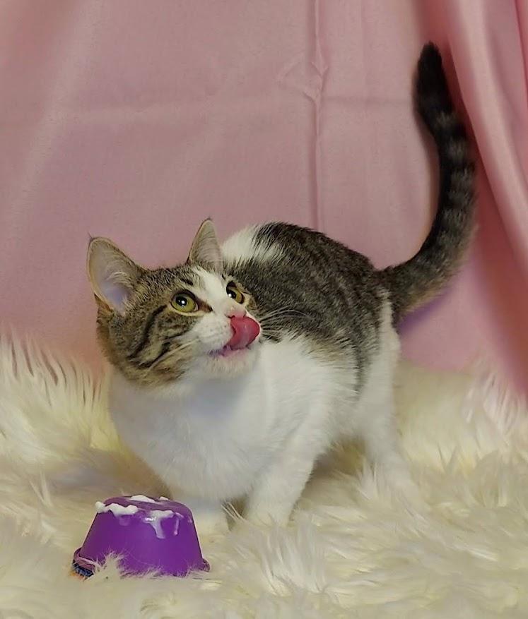 Venus Mousetrap, a Adoptable mixed breed in Salt Lake City, UT image 3/6