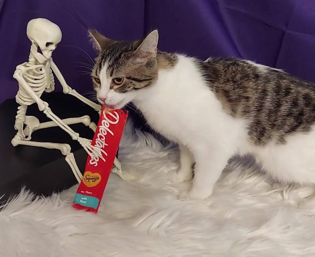 Venus Mousetrap, adopted, Kitten Female Domestic Short Hair.