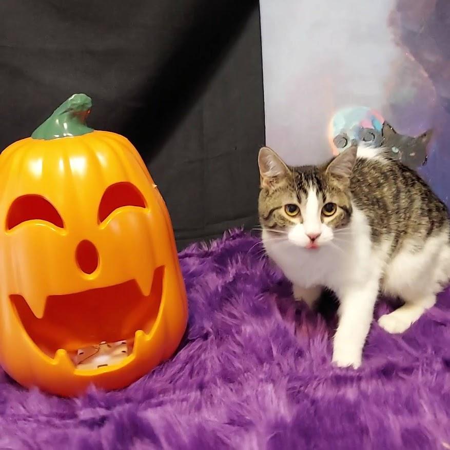 Venus Mousetrap, a Adoptable mixed breed in Salt Lake City, UT image 5/6