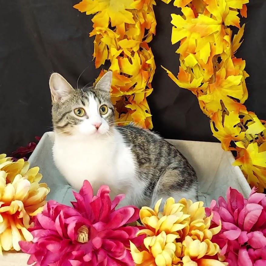 Venus Mousetrap, a Adoptable mixed breed in Salt Lake City, UT image 6/6