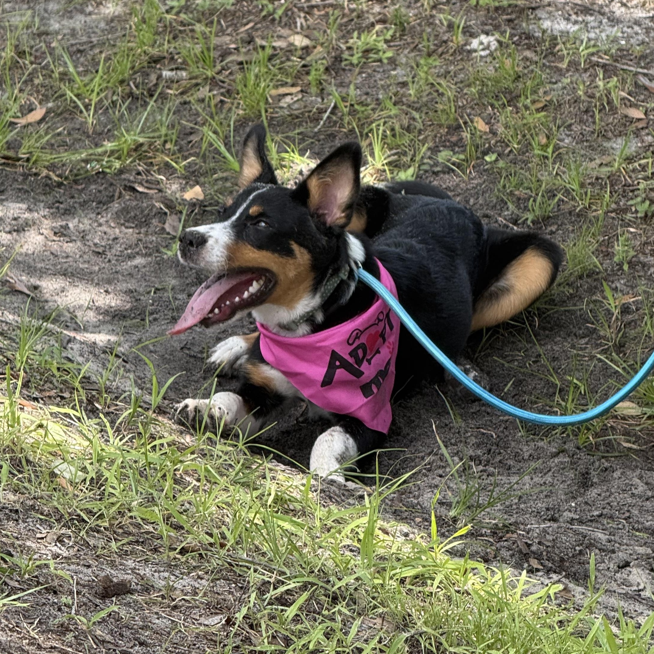 Zoe, a ADOPTABLE mixed breed in Palm Bay, FL image 3/5