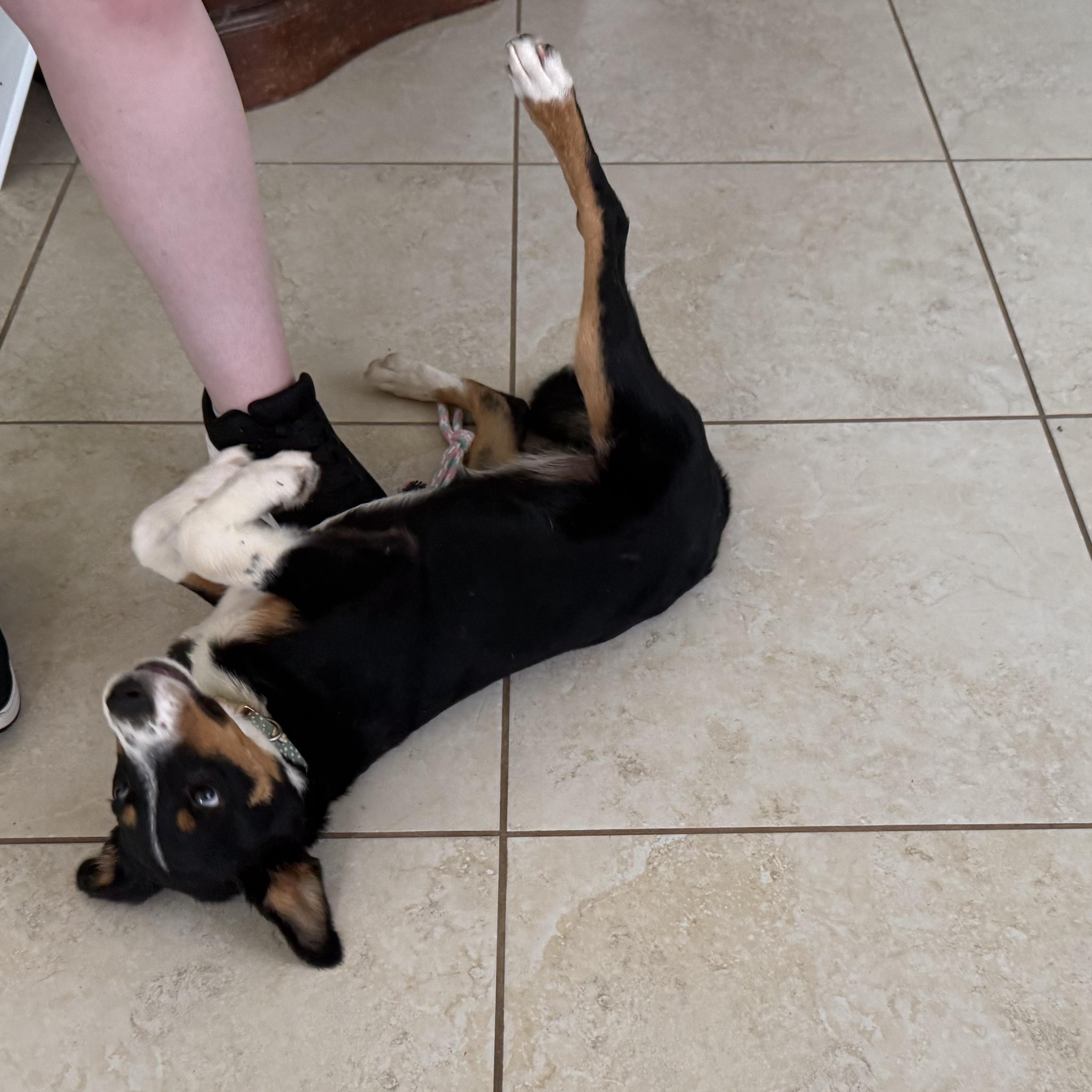 Zoe, a ADOPTABLE mixed breed in Palm Bay, FL image 2/5