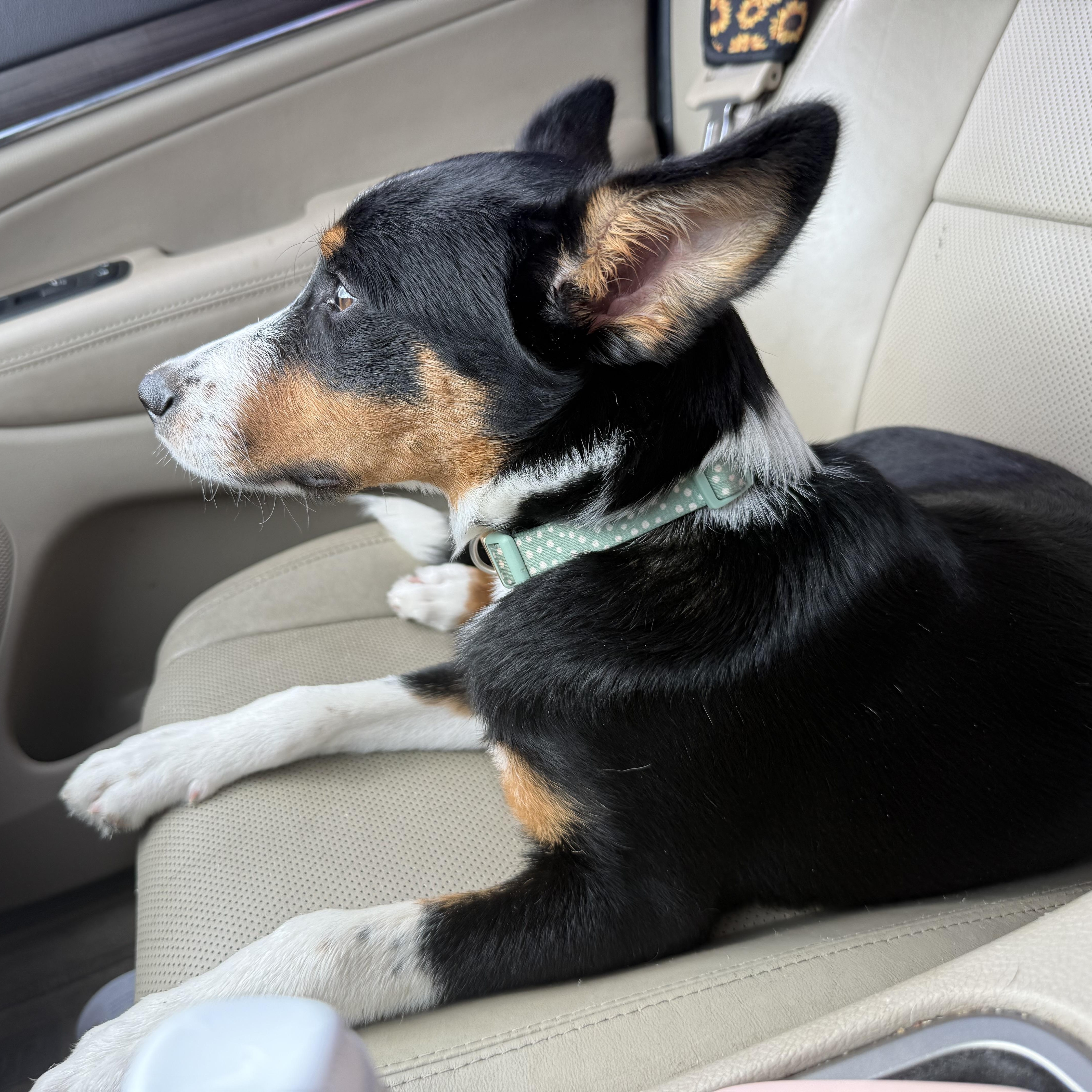 Zoe, a ADOPTABLE mixed breed in Palm Bay, FL image 4/5