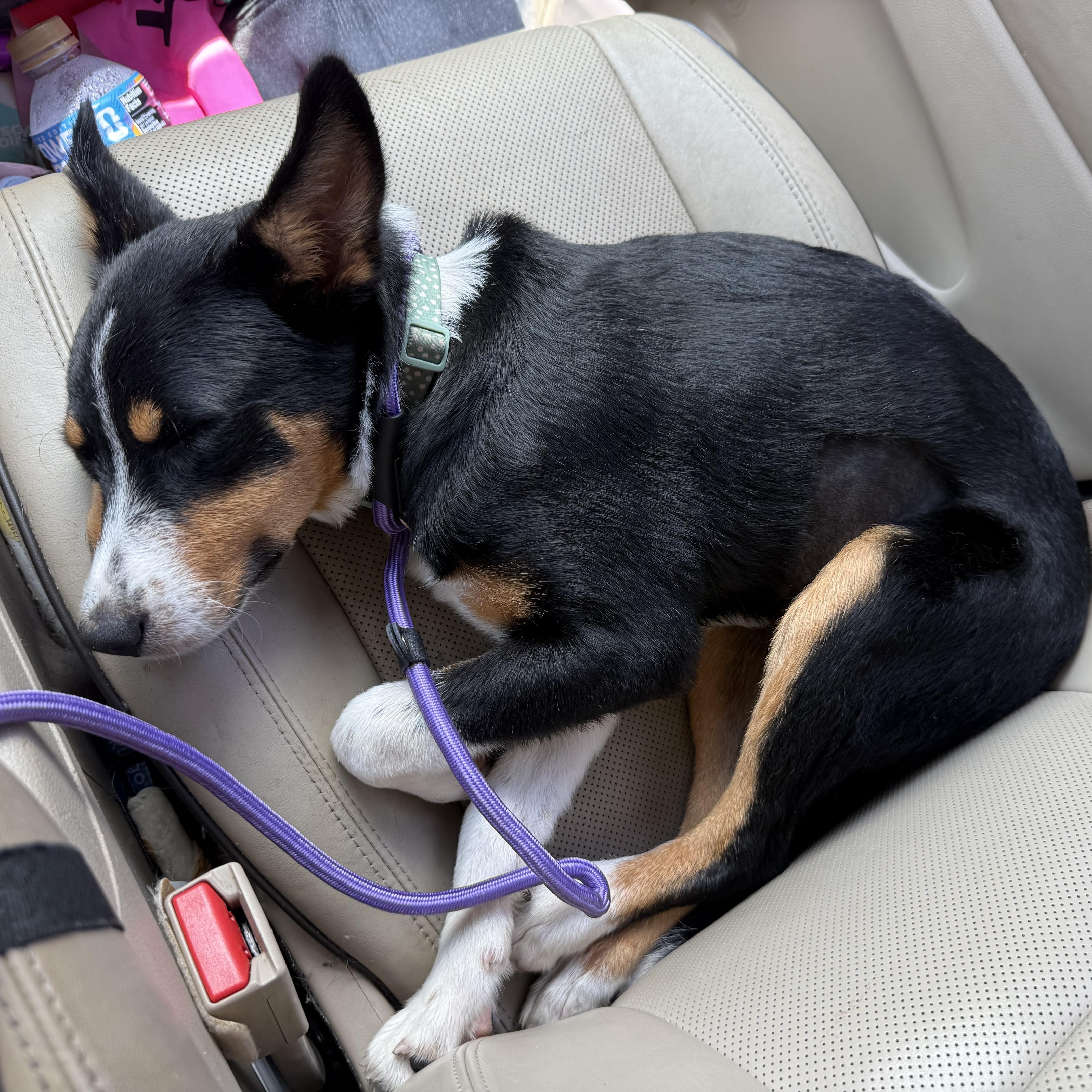 Zoe, ADOPTABLE, Puppy Female Australian Shepherd.