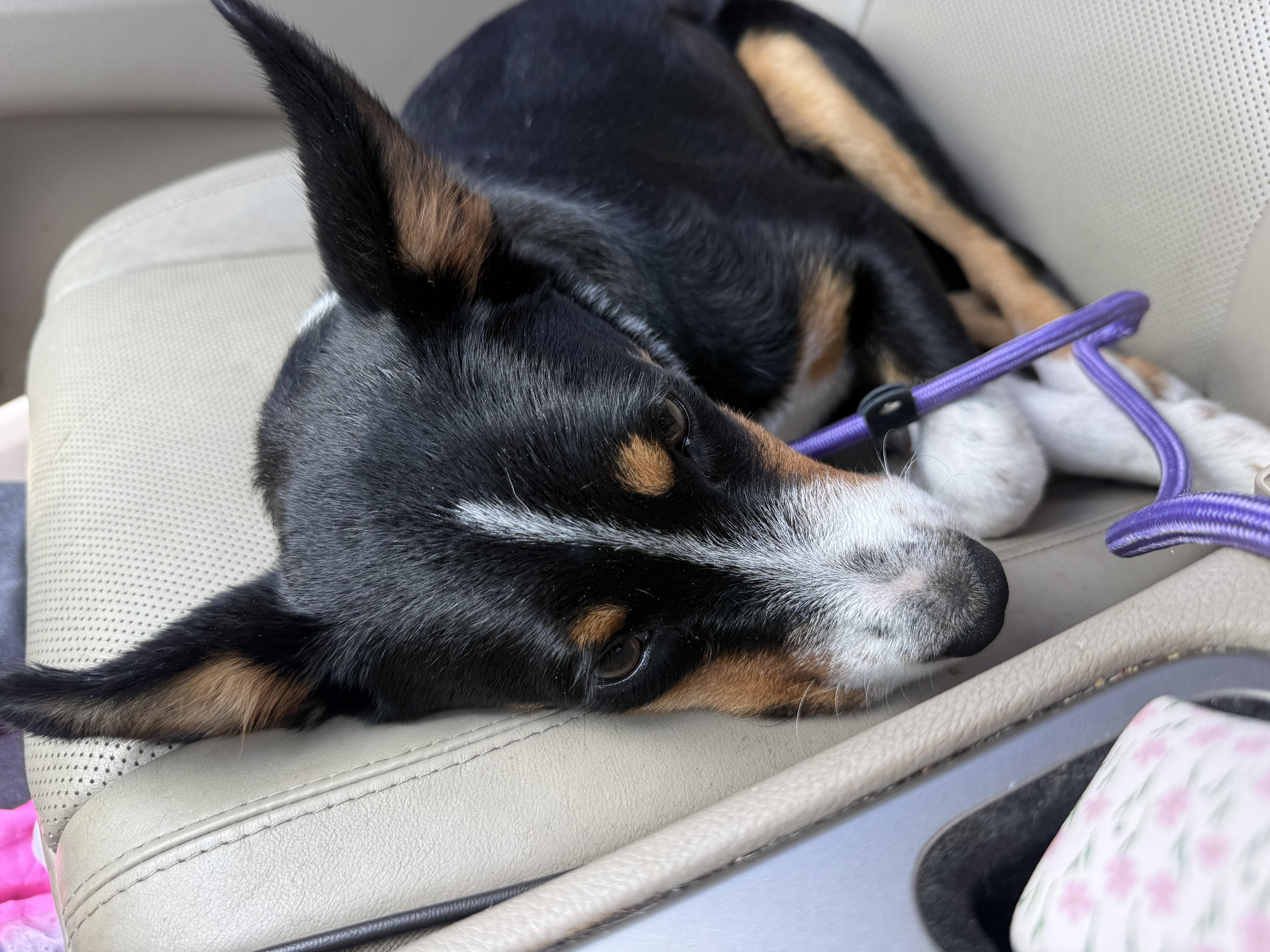 Zoe, a ADOPTABLE mixed breed in Palm Bay, FL image 5/5