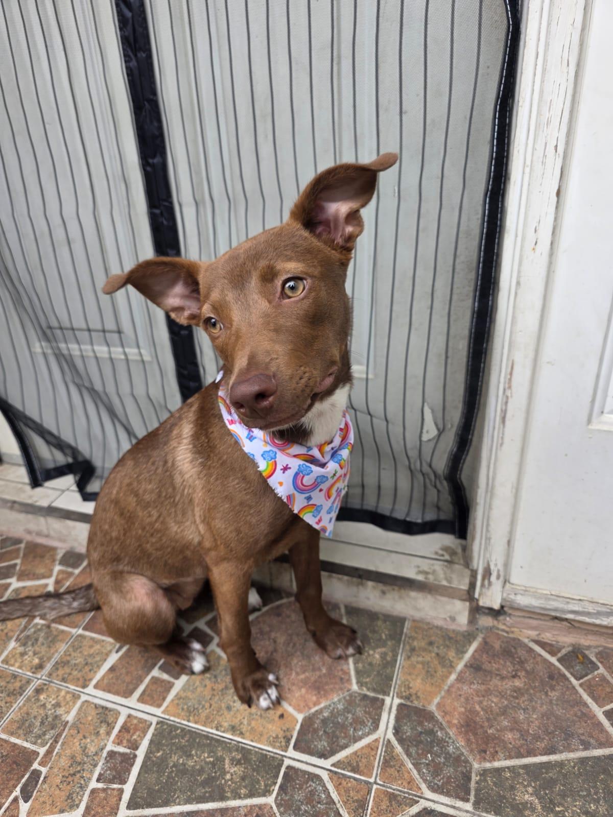Enlarge Abby, a Adoptable mixed breed in Laguna Niguel, CA image 6/6