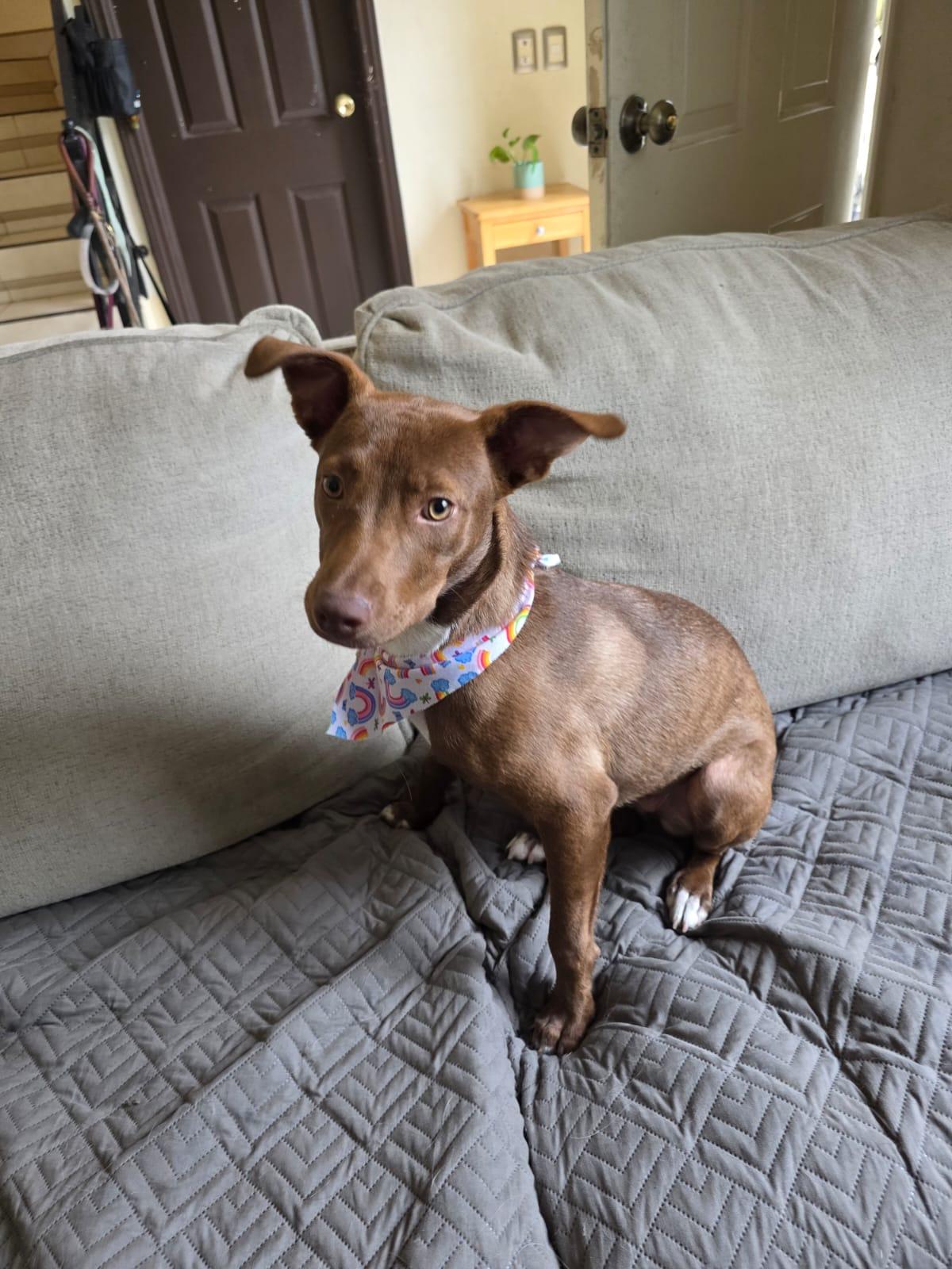 Enlarge Abby, a Adoptable mixed breed in Laguna Niguel, CA image 3/6