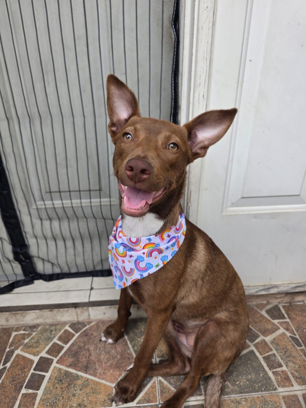 Enlarge Abby, a Adoptable mixed breed in Laguna Niguel, CA image 5/6