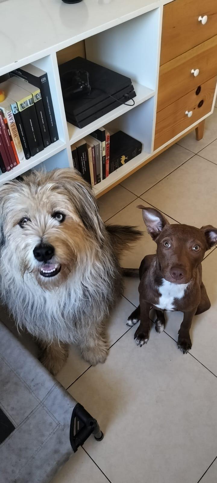 Abby, Adoptable, Young Female Mixed Breed.