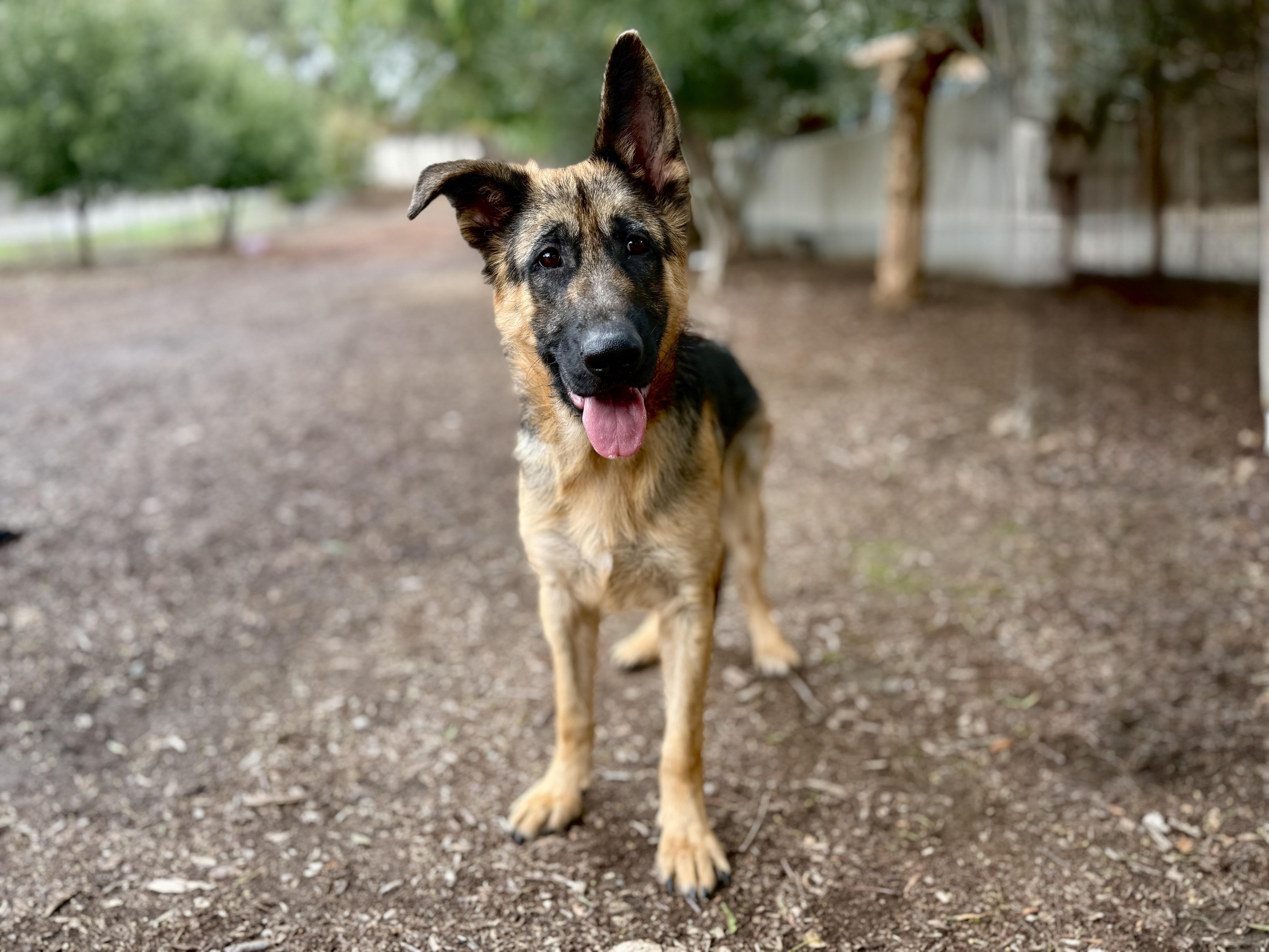 Willie, adopted, Young Male German Shepherd Dog.