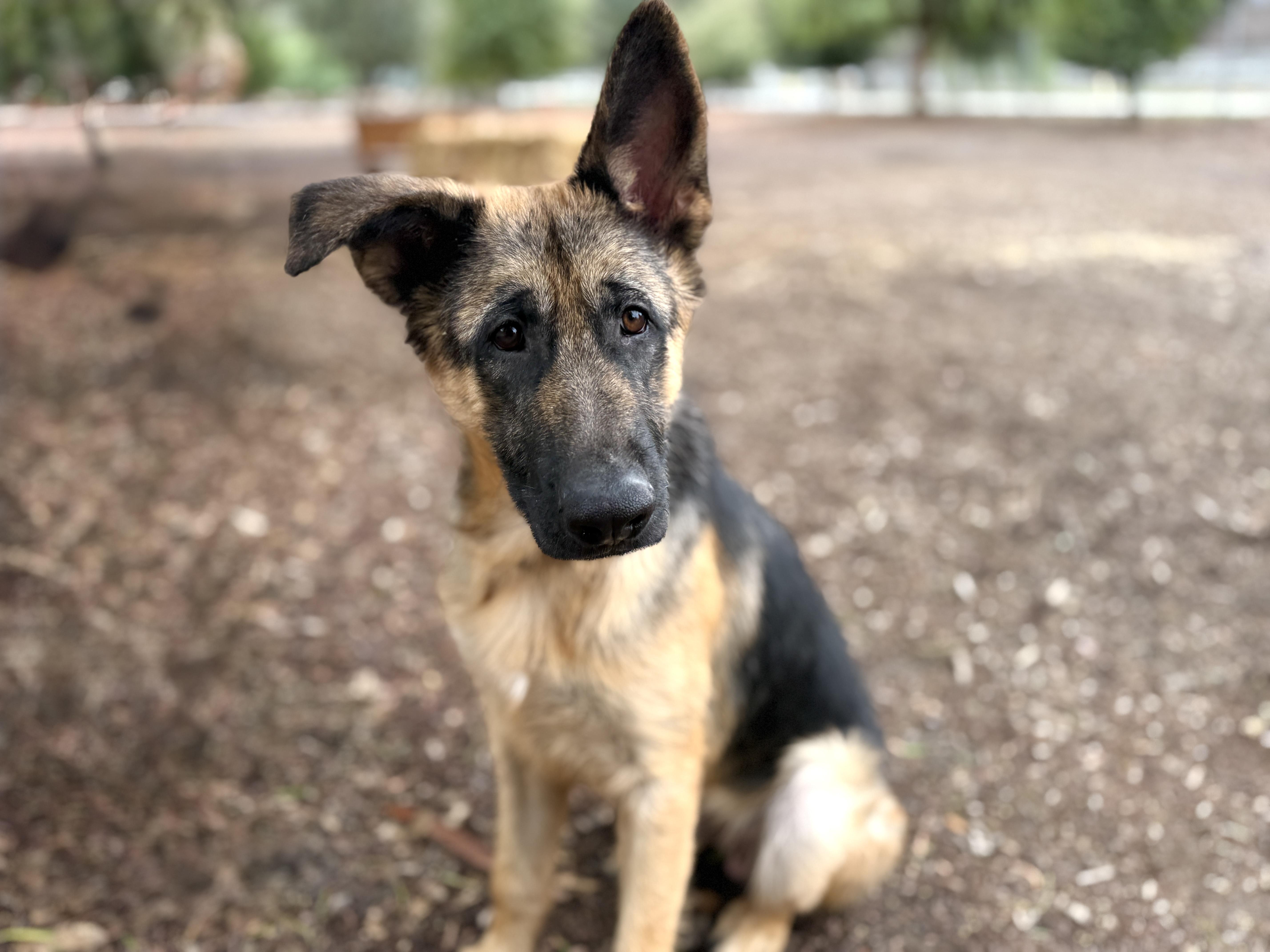 Willie, an adopted German Shepherd Dog in San Diego, CA image 2/2