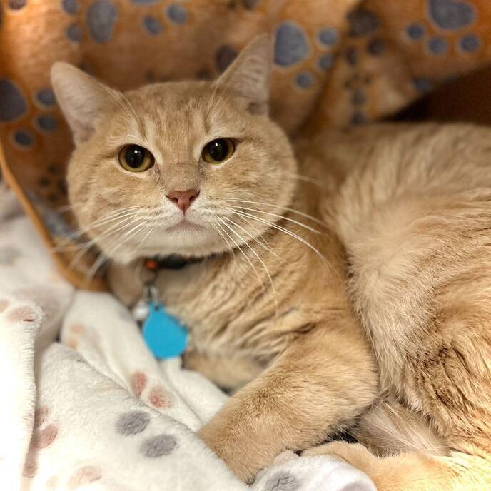 Enlarge Marlin, a Adoptable Domestic Short Hair in Owosso, MI image 1/3