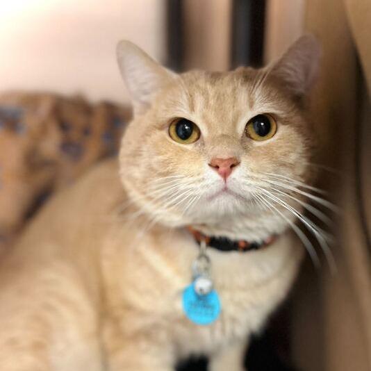 Enlarge Marlin, a Adoptable Domestic Short Hair in Owosso, MI image 2/3