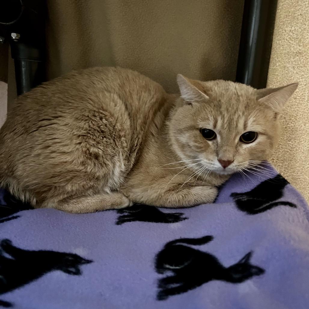 Enlarge Marlin, a Adoptable Domestic Short Hair in Owosso, MI image 3/3