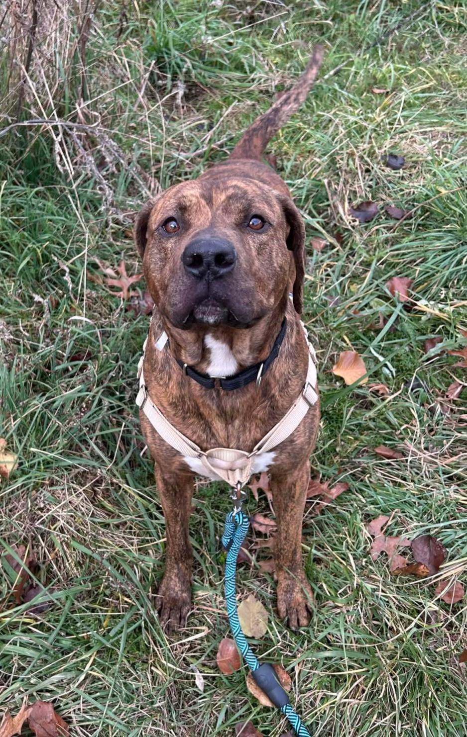 Jet , Adoptable, Adult Male Mixed Breed.