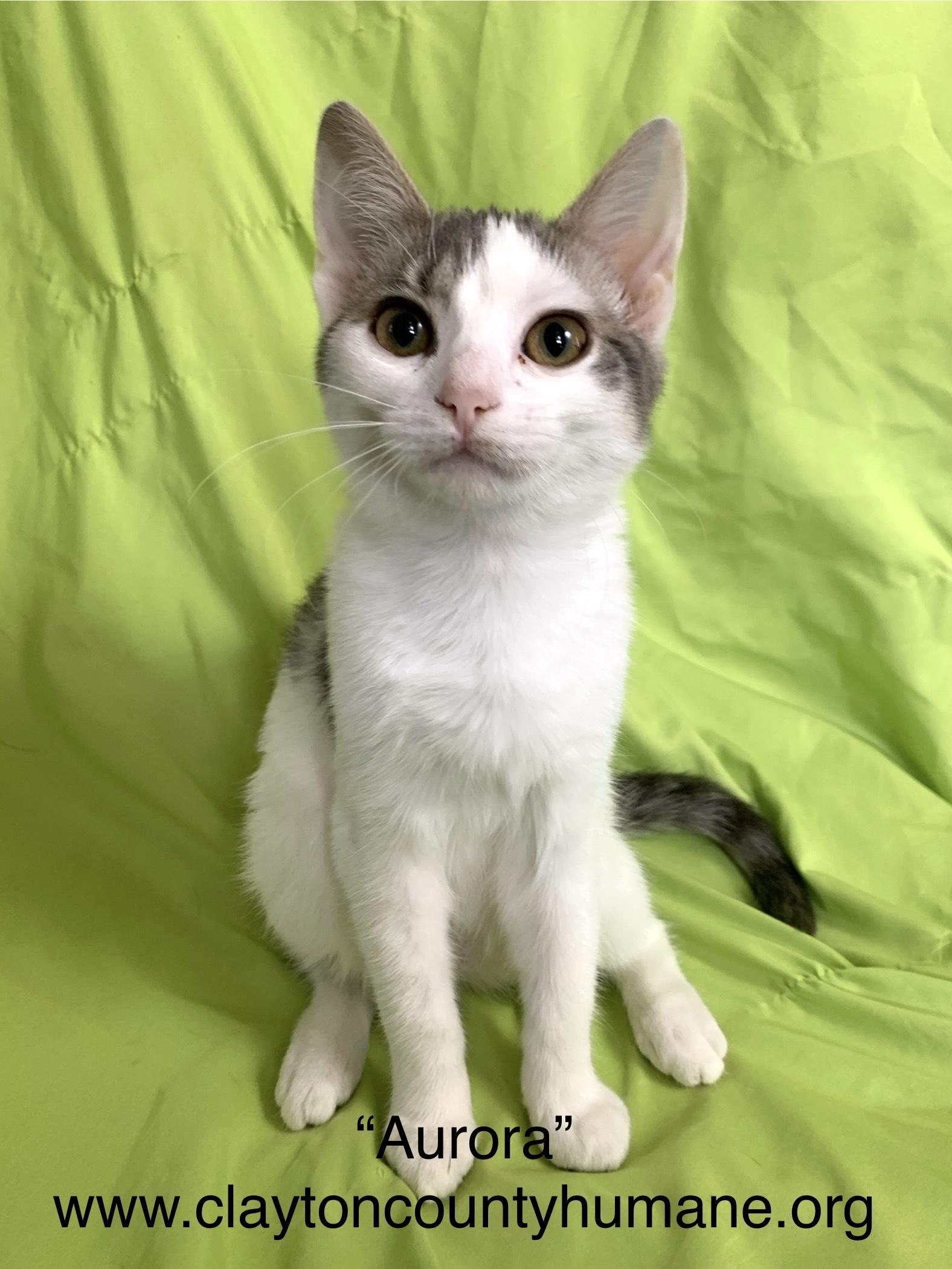 Aurora, Adoptable, Young Female Domestic Short Hair.