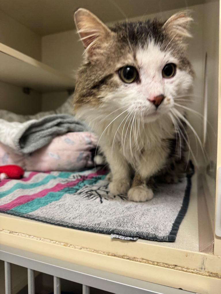 Johnny Garage, Adoptable, Adult Male Domestic Long Hair.