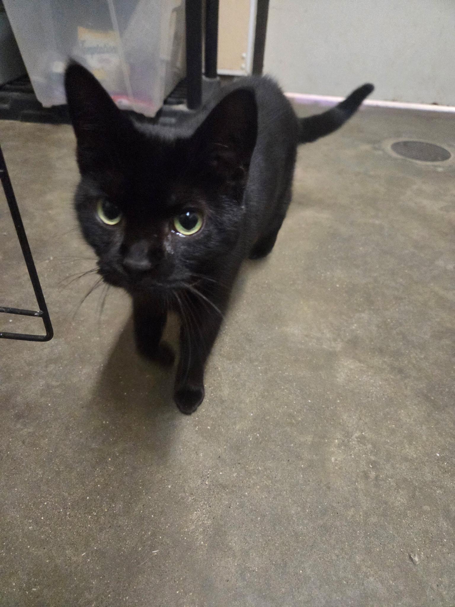 Enlarge Ida, an adopted mixed breed in Petersburg, IN image 1/1