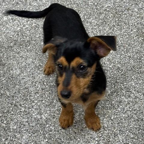 Lilly, Adoptable, Puppy Female Dachshund & Yorkshire Terrier.