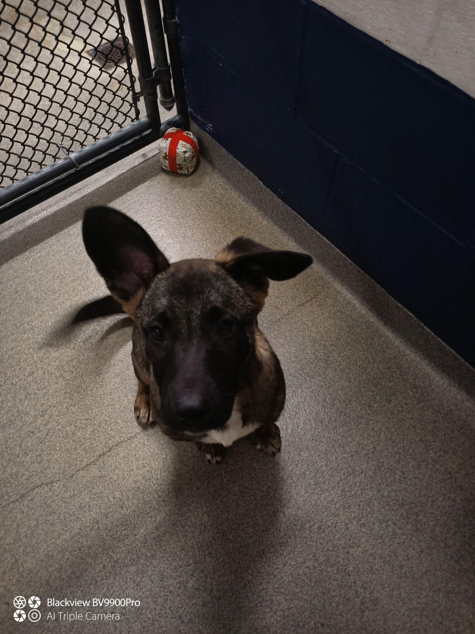 Enlarge Tej 4 months male AVAIL 1/21, a Adoptable Mixed Breed in Sterling, MA image 1/1