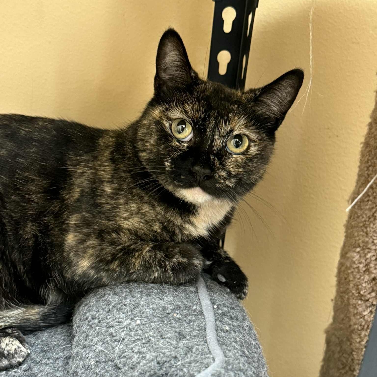 Enlarge Drucilla, a Adoptable mixed breed in Antioch, CA image 2/6