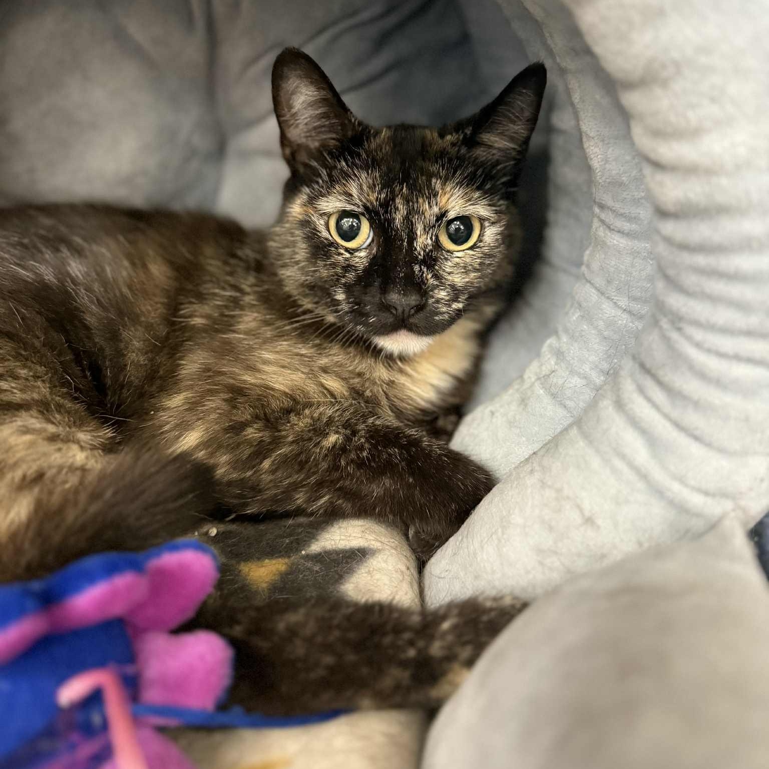 Enlarge Drucilla, a Adoptable mixed breed in Antioch, CA image 6/6