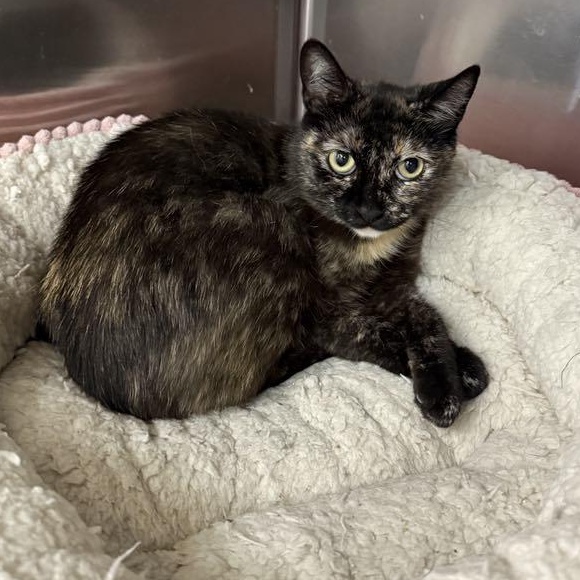 Enlarge Drucilla, a Adoptable mixed breed in Antioch, CA image 4/6