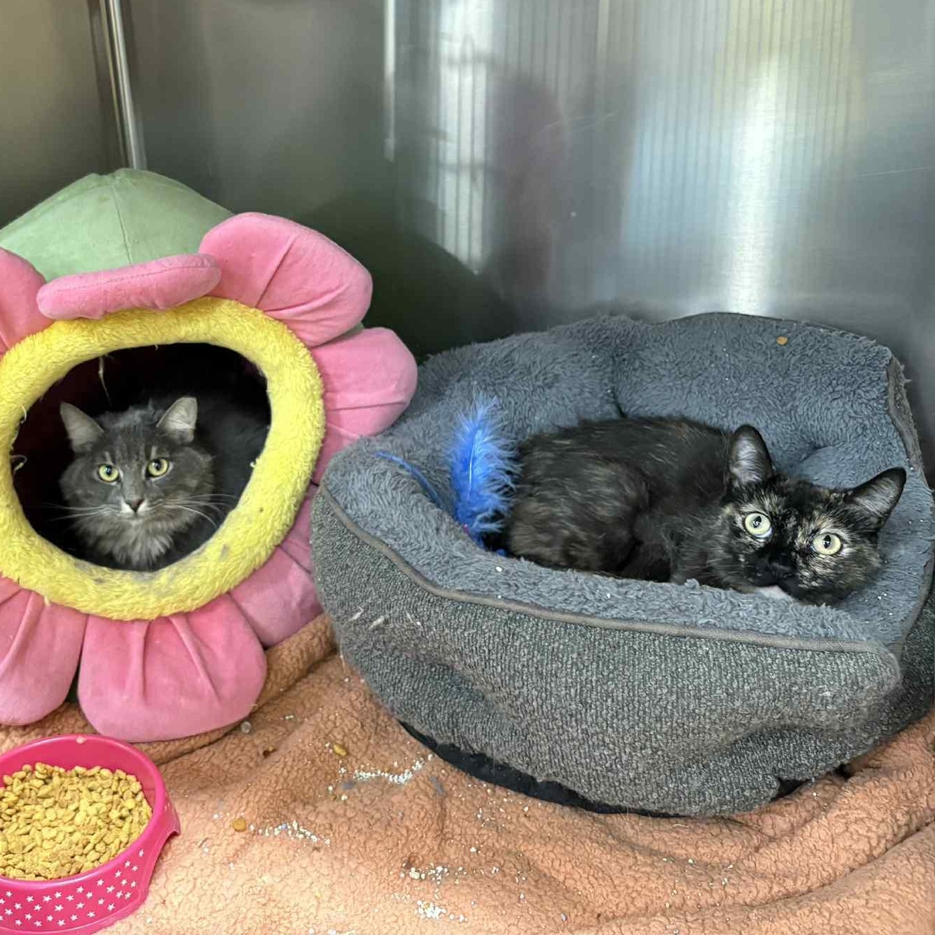 Enlarge Drucilla, a Adoptable mixed breed in Antioch, CA image 5/6