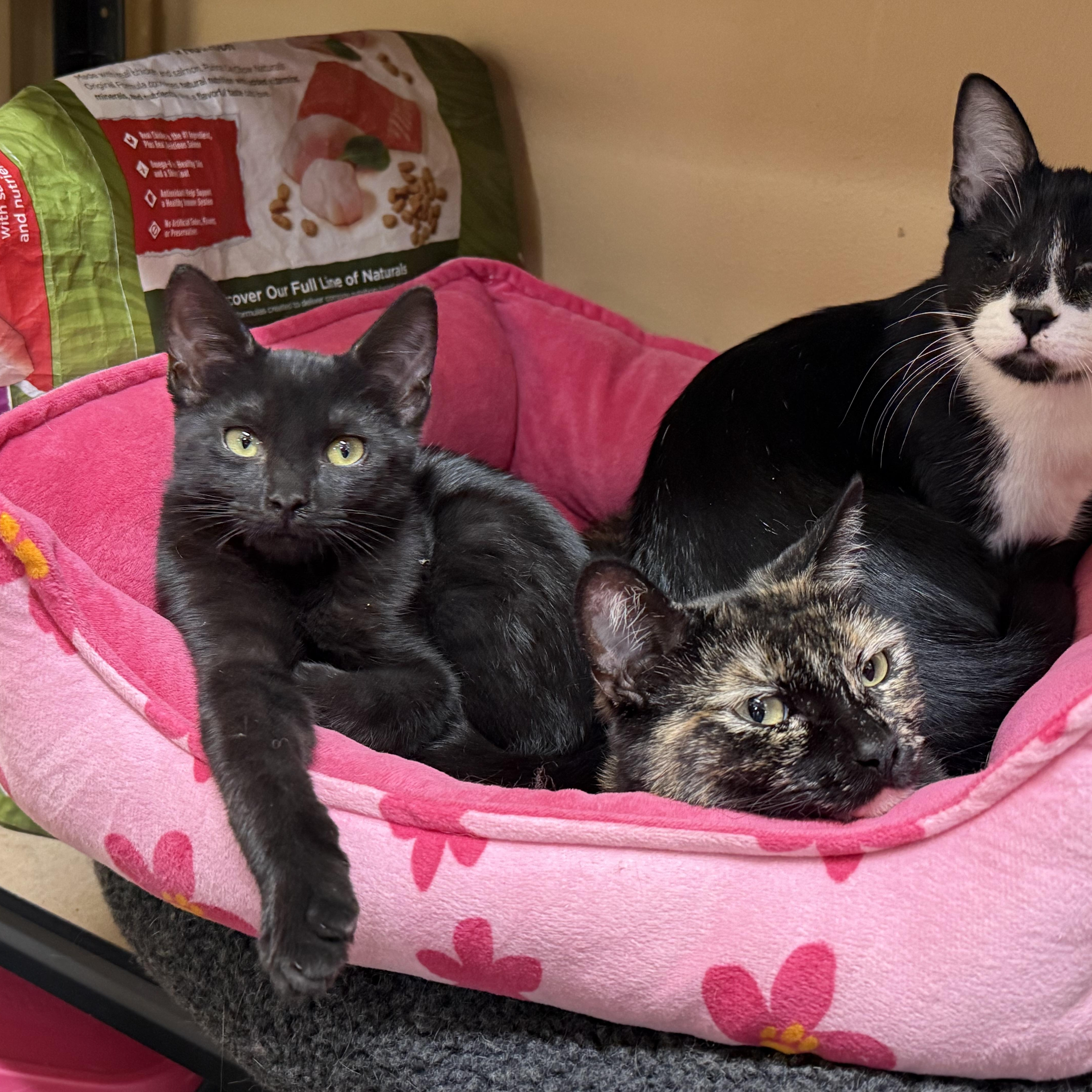 Enlarge Drucilla, a Adoptable mixed breed in Antioch, CA image 3/6