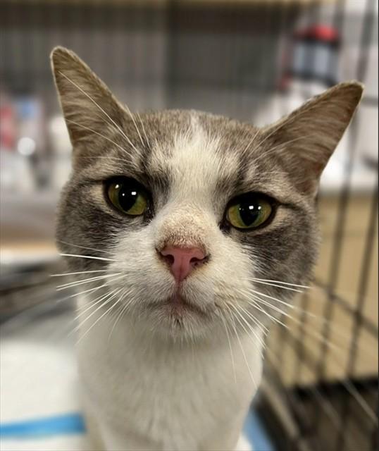 HAWKEYE, Adoptable, Young Male Domestic Short Hair.