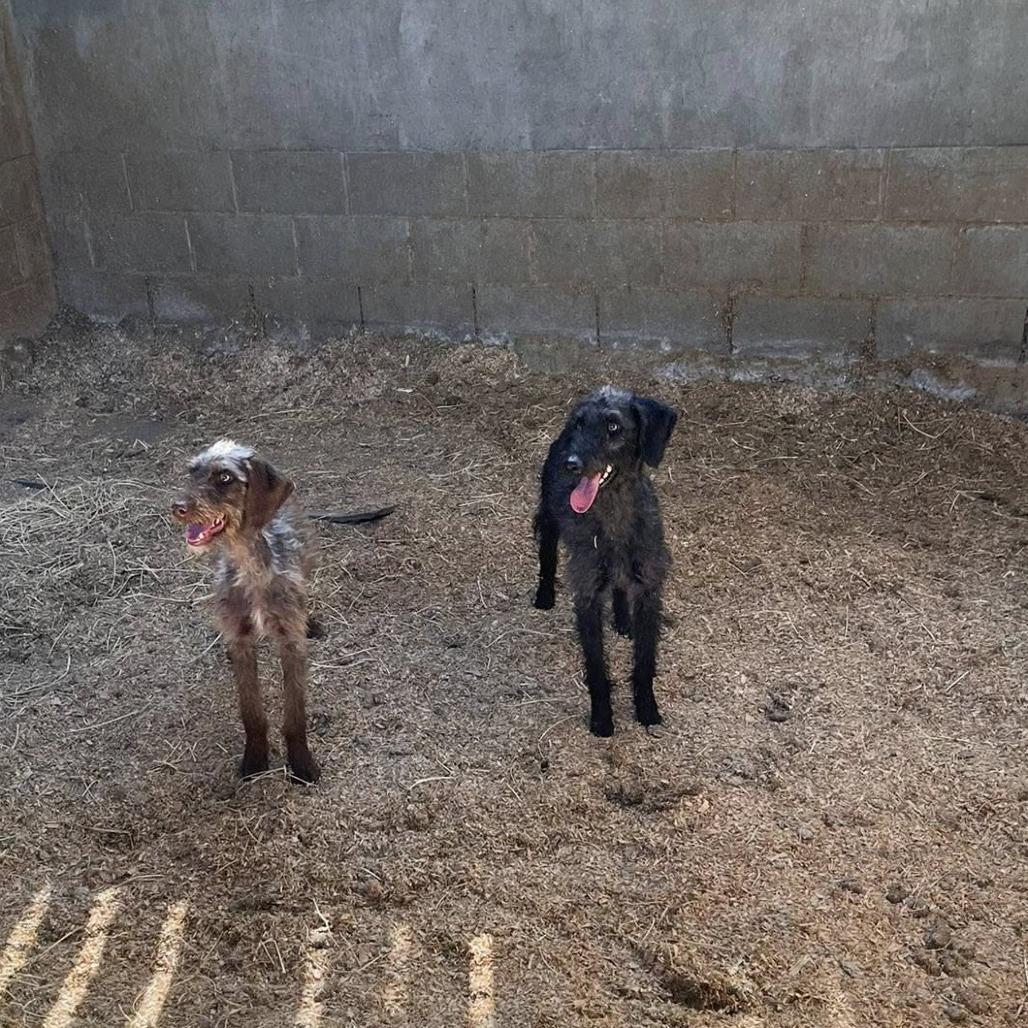 Daisy (Lancaster, California), a Adoptable German Wirehaired Pointer in Santa Rosa, CA image 1/2