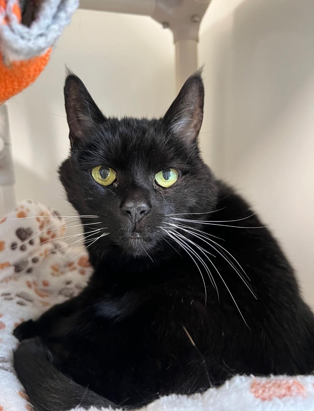 Josie, an adopted Domestic Short Hair in Queenstown, MD image 1/3