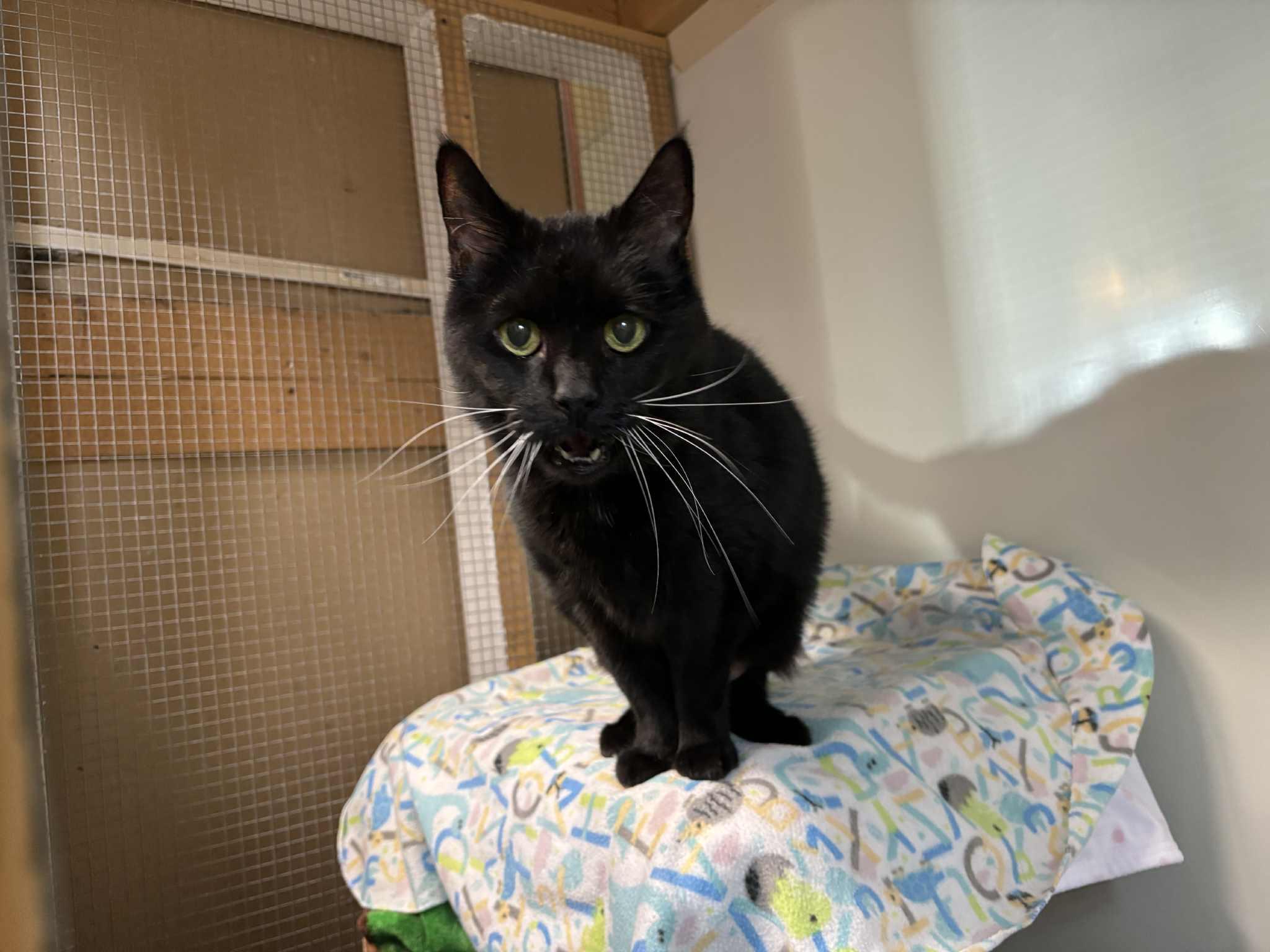 Josie, an adopted Domestic Short Hair in Queenstown, MD image 2/3