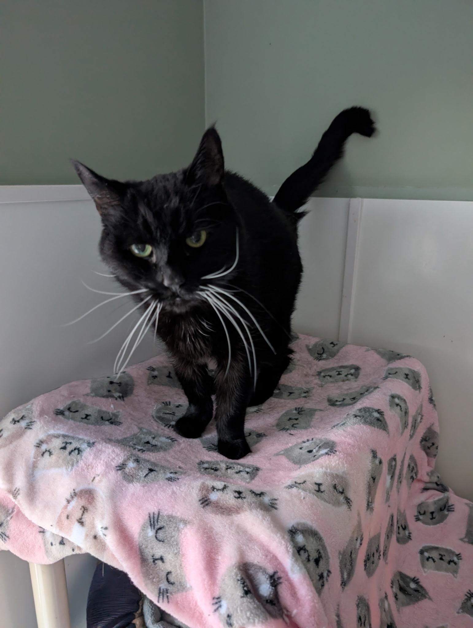 Josie, an adopted Domestic Short Hair in Queenstown, MD image 3/3