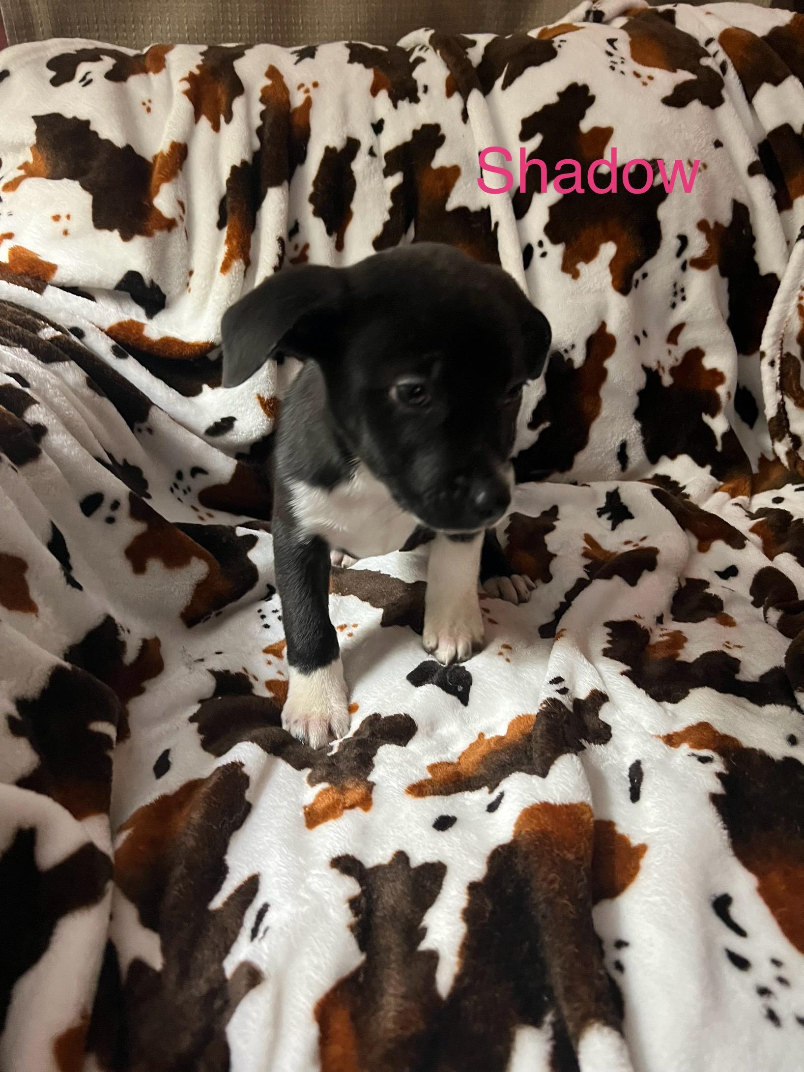 Enlarge Shadow, a ADOPTABLE mixed breed in Davisburg, MI image 1/3